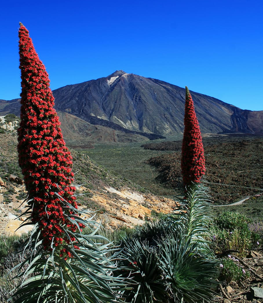 Tajinaste red flowers at Teide